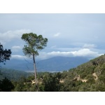 Montseny from Sant LLop - Montnegre